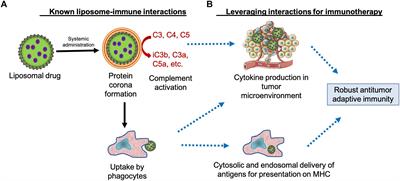 Harnessing Liposome Interactions With the Immune System for the Next Breakthrough in Cancer Drug Delivery